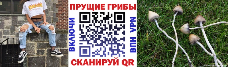 Галлюциногенные грибы GOLDEN TEACHER  Чадан 